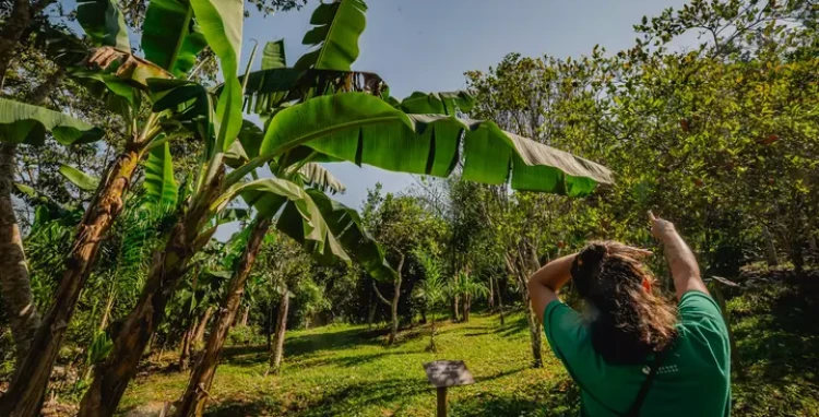 Agroforestry Immersion 