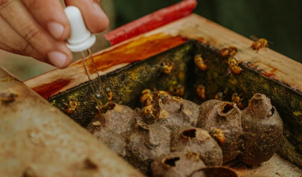 Getting to Know Stingless Bees