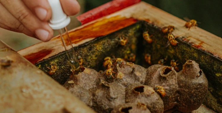 Getting to Know Stingless Bees