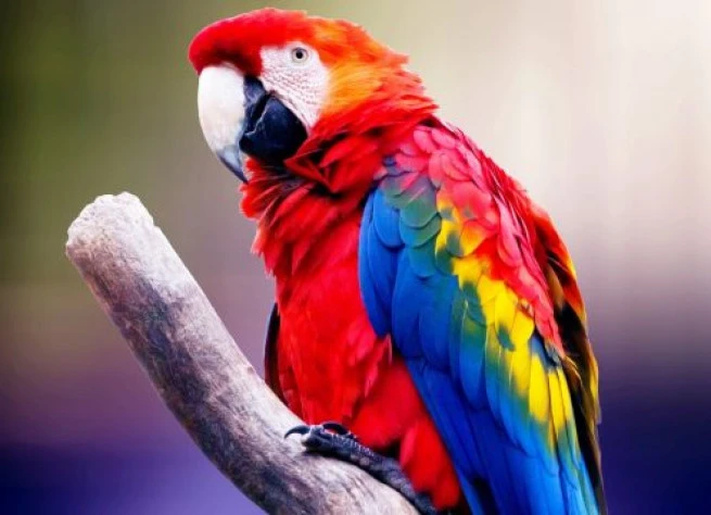 Accordion com<br /><strong>Imagem Lateral</strong>