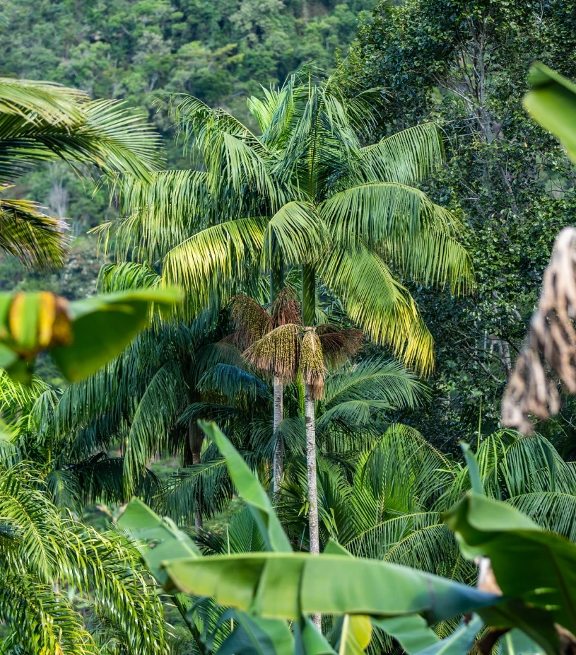 Esp&eacute;cies nativas