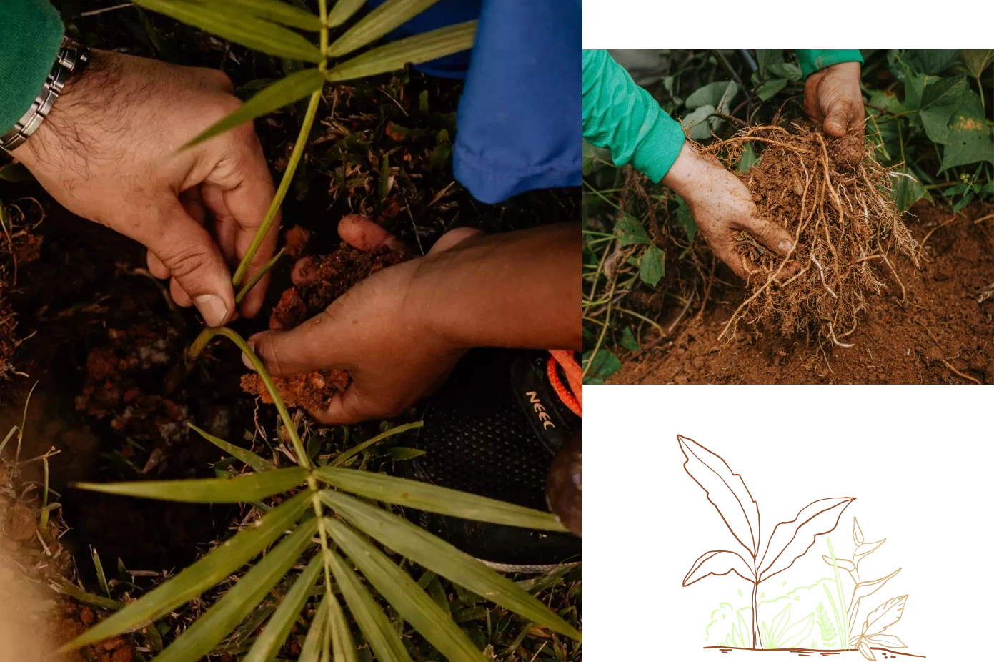 Nossas Ra&iacute;zes