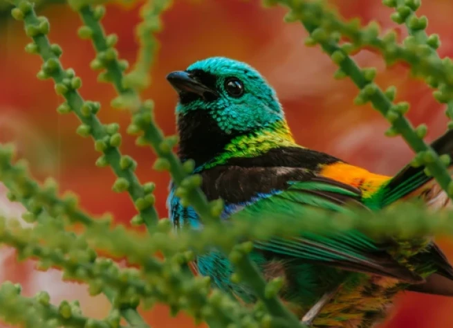 <strong>O percurso inclui:</strong>