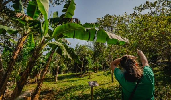 Imersão na Agrofloresta