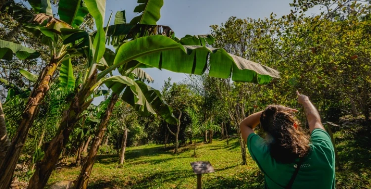 Imersão na Agrofloresta