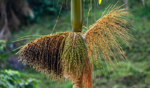 Juçara: Conhecer para conservar