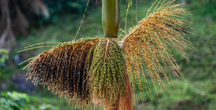 Juçara: Conhecer para conservar